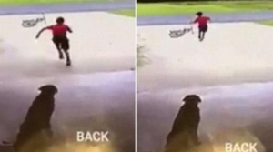 World's cutest trespasser caught doing something adorable