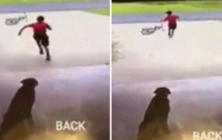 World's cutest trespasser caught doing something adorable