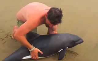 guy saves dolphin