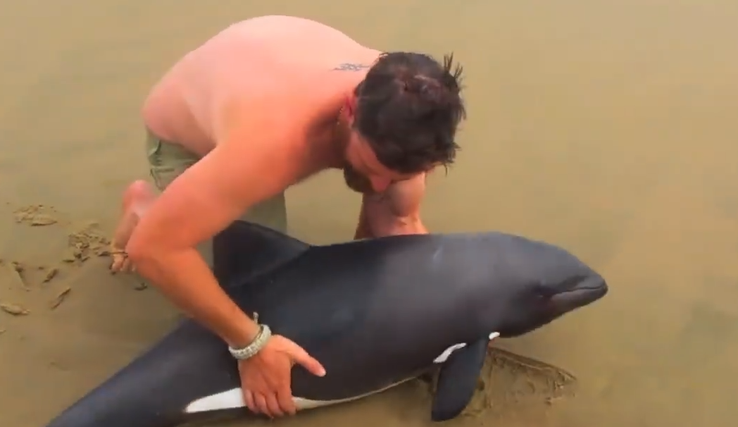 guy saves dolphin