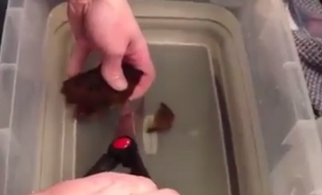 man helps shark hatch from egg