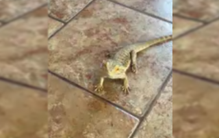 lizard Struggles for a treat