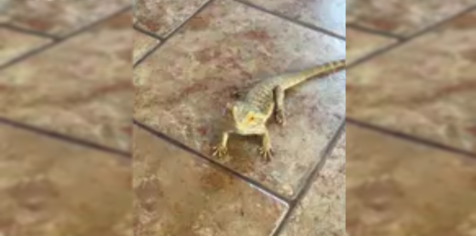 lizard Struggles for a treat