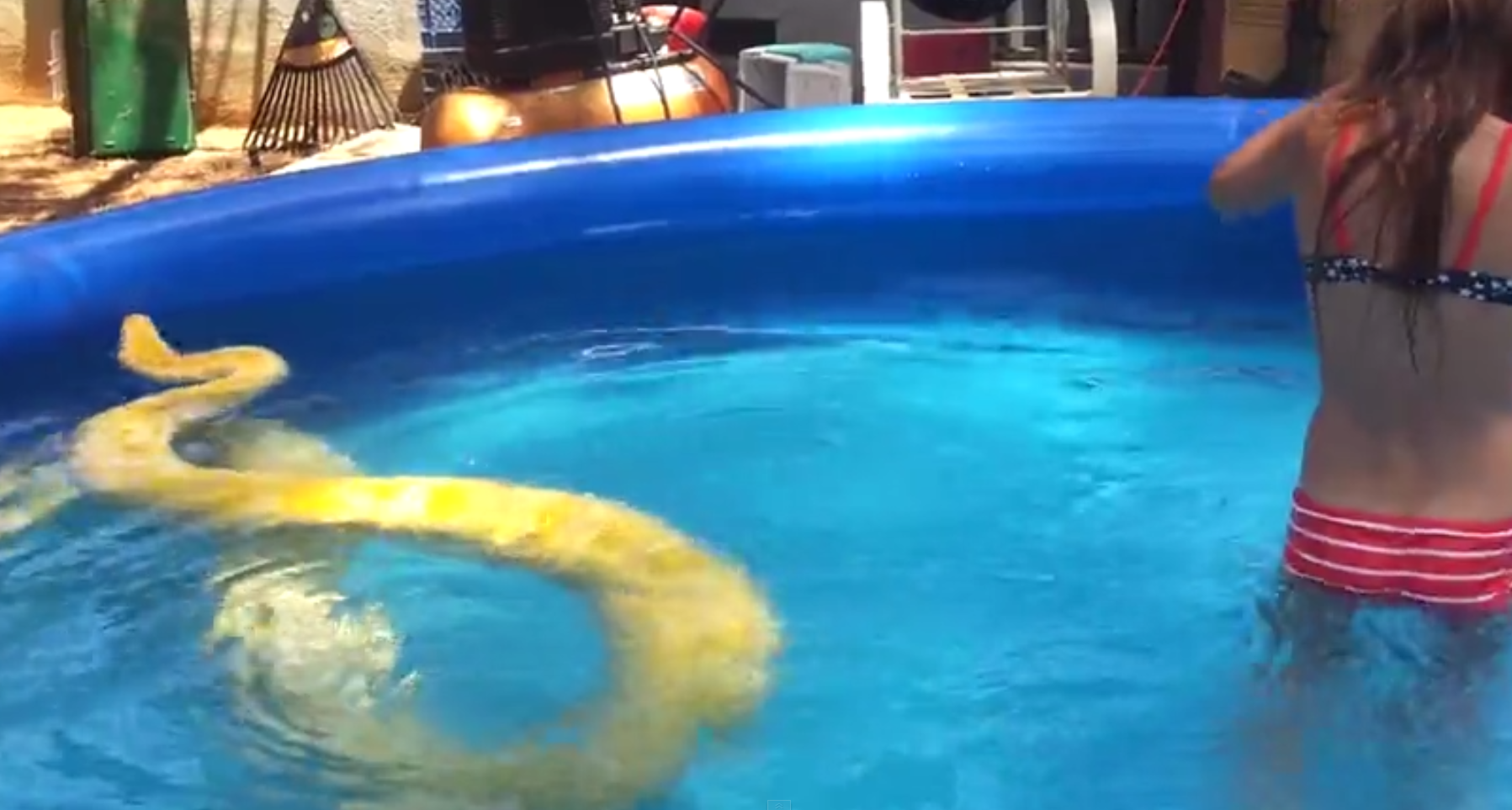 A Giant Python Swimming In A Pool With a Kid