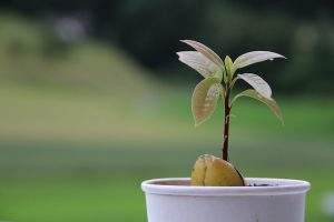 Growing an Avocado Tree From Scratch