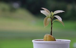 Growing an Avocado Tree From Scratch