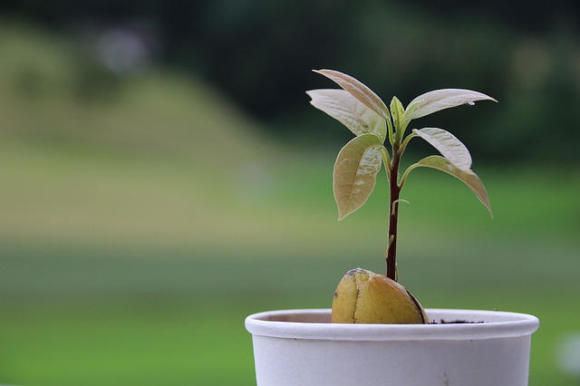 Growing an Avocado Tree From Scratch
