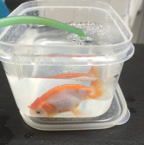 A Surgery Of The GoldFish That Costed $500