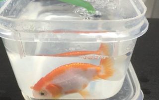 A Surgery Of The GoldFish That Costed $500
