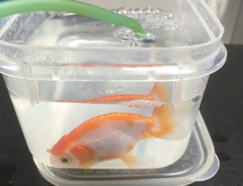 A Woman Spends $500 For The Surgery Of Her GoldFish