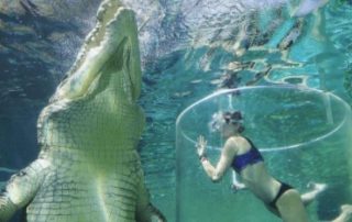 Franny swimming with a 17 foot long crocodile