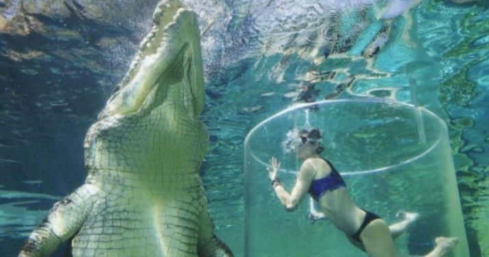 Franny swimming with a 17 foot long crocodile