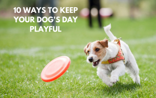 10 ways to keep your dog's day playful by Debongo