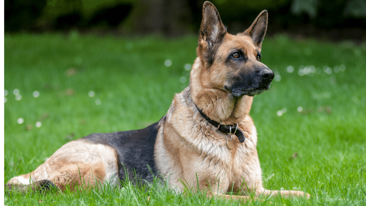 German Shepherd Dog Breed's Some Ultimate Facts